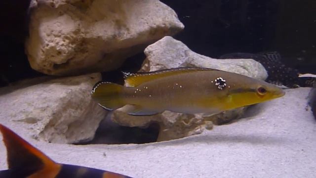 My Pike Cichlid - Camera Shy Crenicichla Alta смотреть онлайн