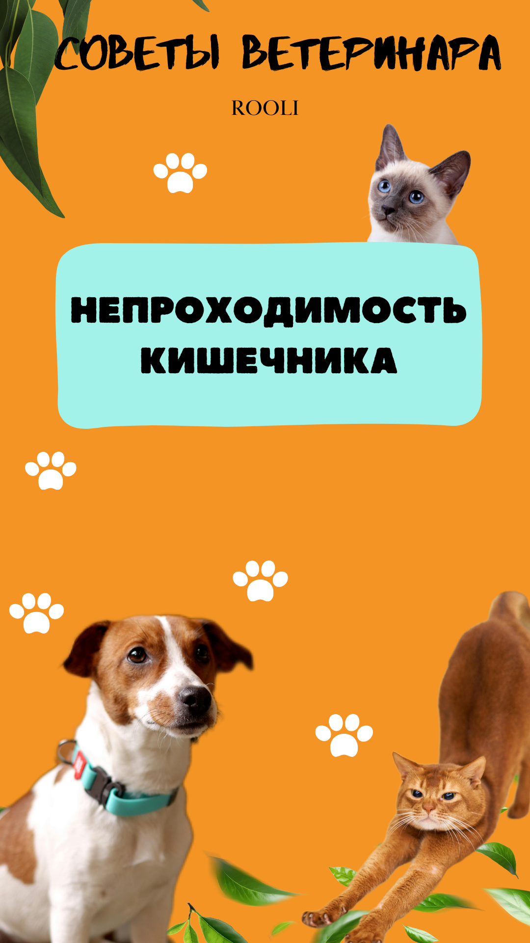Непроходимость кишечника. Причины, симптомы у кошек, собак, крыс, кроликов. смотреть онлайн
