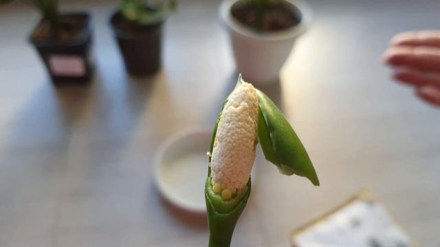 ПОСЫЛКА БЫЛА В ПУТИ 1,5 ГОДА. Seed Aglaonema.Новое поступление семян Аглаонема. смотреть онлайн