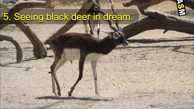What does Deer dream meaning | Dreaming of deer mean | Deer dream interpretation смотреть онлайн