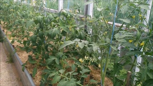 Как ПАСЫНКОВАТЬ помидоры в теплице. Пошаговая инструкция для получения крупных плодов. смотреть онлайн