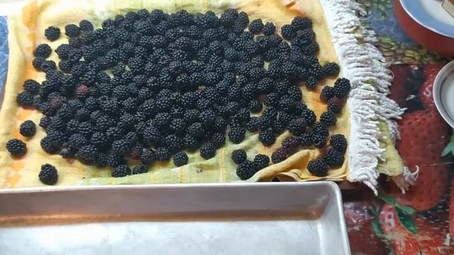 Заморожуємо ожину в зиму! Замораживаем ежевику в зиму, легко и быстро! смотреть онлайн