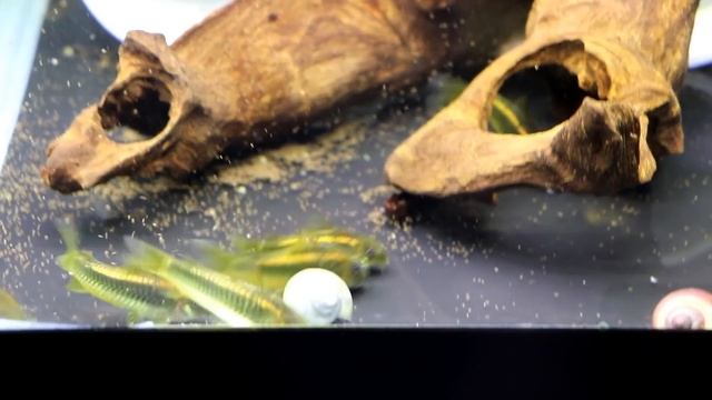 Orange Laser Corydoras - New Fish in the Fishroom смотреть онлайн