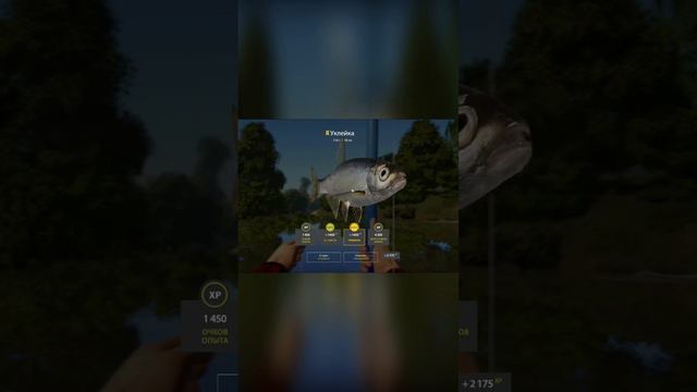 Уклейка на Вьюнке - Троф (рр4) #русскаярыбалка4 #рр4 #russianfishing4 #rr4 #rf4 #вьюнок #уклейка смотреть онлайн