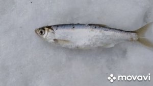 Ловля щеклеи (уклейки) в марте со льда. 2023 год. Дамский улов.