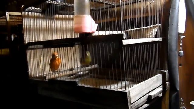 Размножение канареек. Часть-1. Яйца. смотреть онлайн