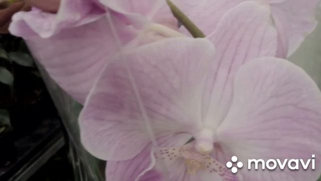 Небольшой завоз орхидей Леруа Мерлен! смотреть онлайн