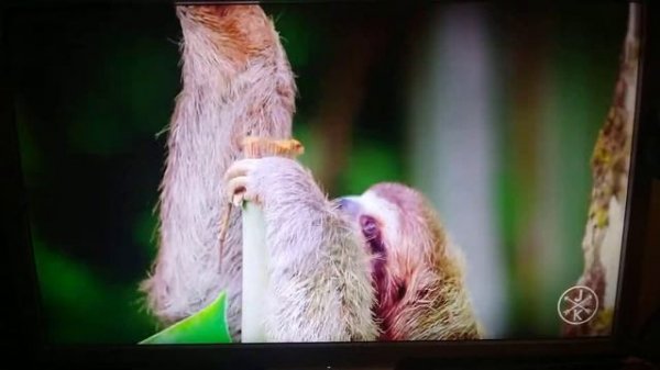 Воспроизведение видео 1080p FHD 60 кадров в секунду на Raspberry Pi 4B (2GB)