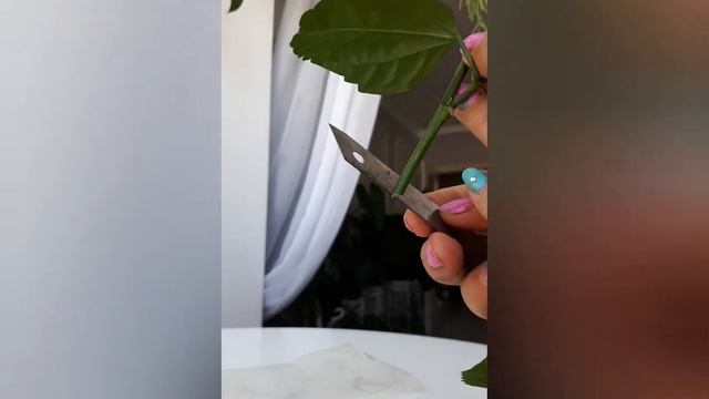 Как привить сортовые гибискусы смотреть онлайн