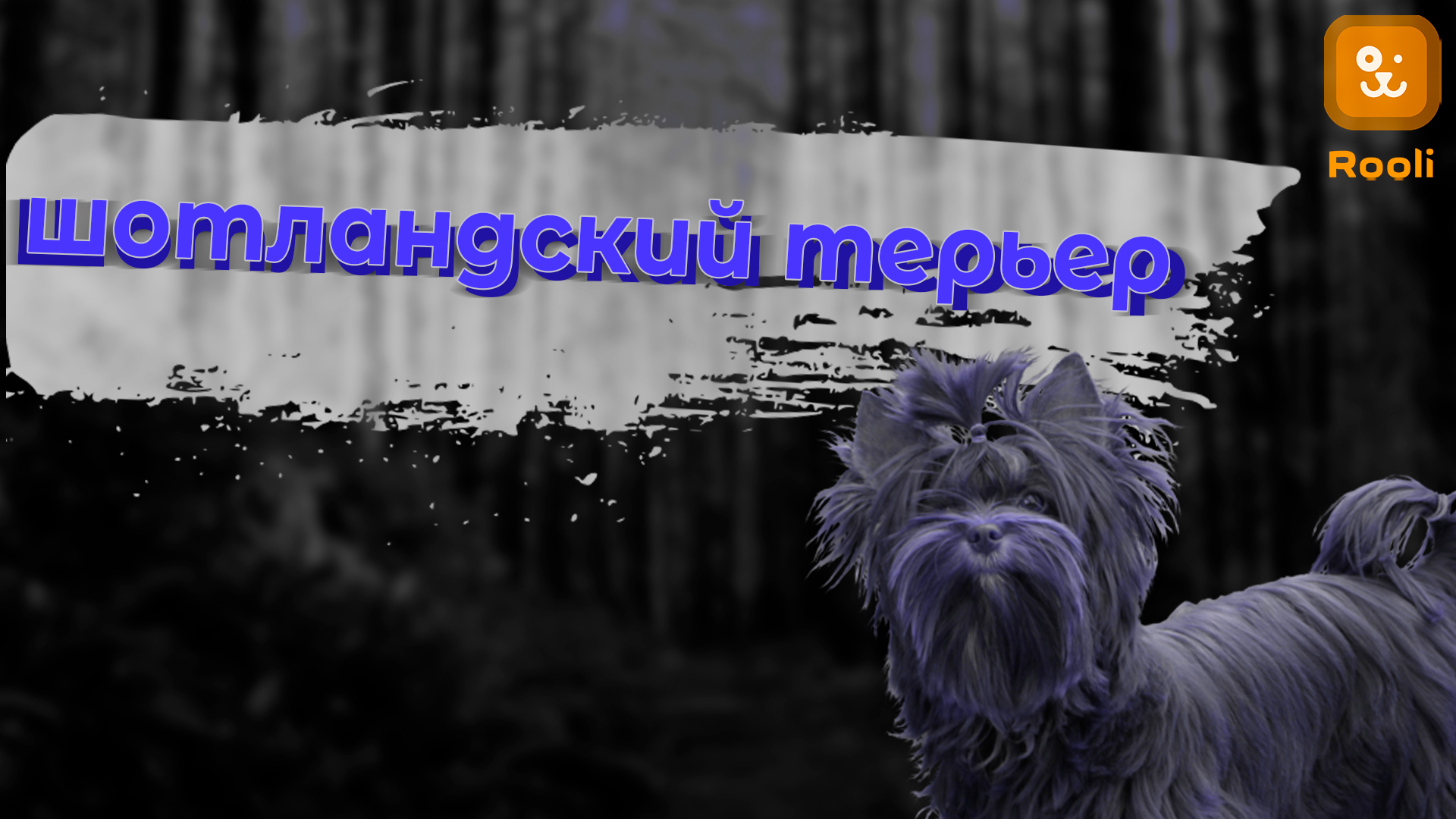 Шотландский терьер: Порода, Особенности и Уникальные фотографии смотреть онлайн