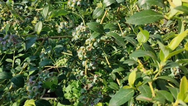 Загадочная сила дневного света