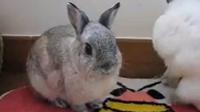 Rabbit has the hiccups forever смотреть онлайн