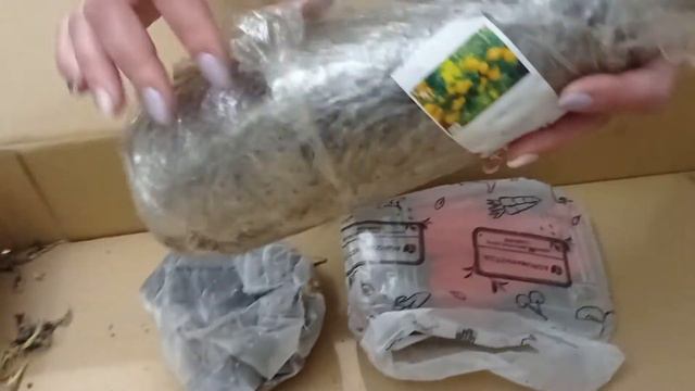 Отзыв Агромаркет (Відгук) Саженцы роза плетистая, Колоновидная груша, семена овощей. смотреть онлайн