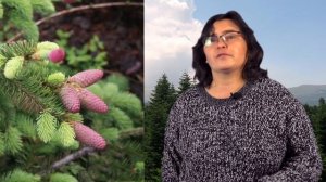 Ель - хит парад. Выпуск 1 - Ель обыкновенная