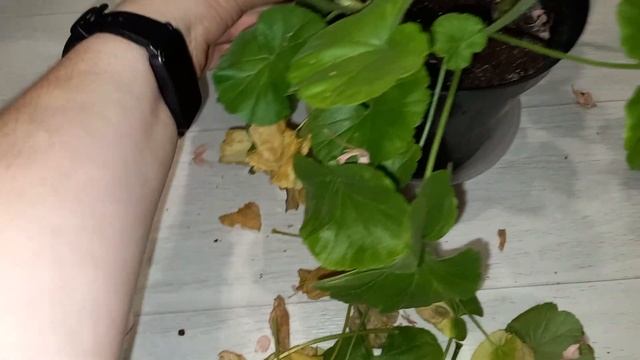 Желтеют листья у Герани, Пеларгонии, почему и что с этим делать? смотреть онлайн
