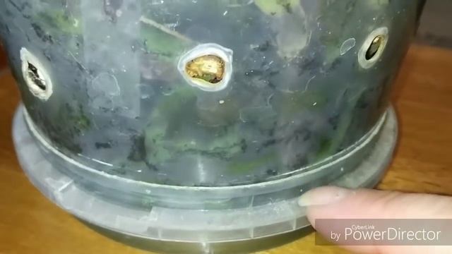 Почему не цветет орхидея? смотреть онлайн