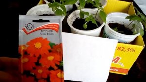 Титония-цветок для юга!