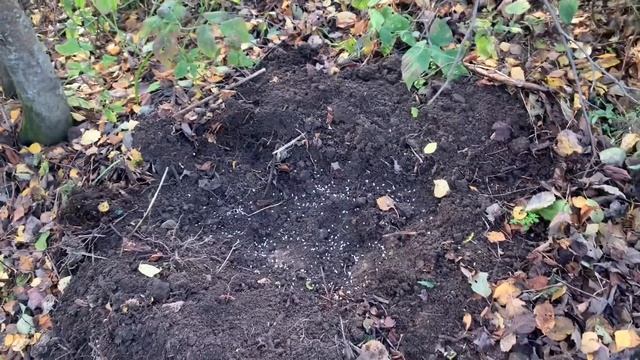 Сажаю грибы на участке! смотреть онлайн