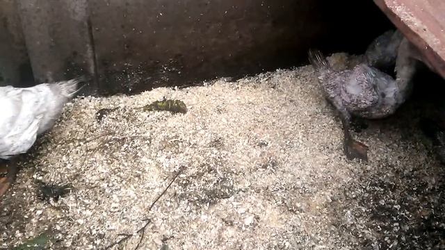 Мои бройлеры и утки муларды. смотреть онлайн