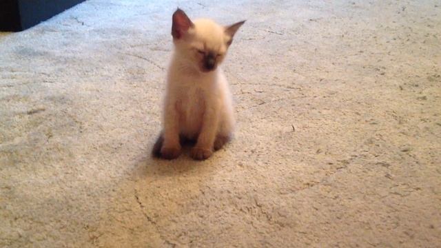 Котенок засыпает (смотреть до конца))))) смотреть онлайн