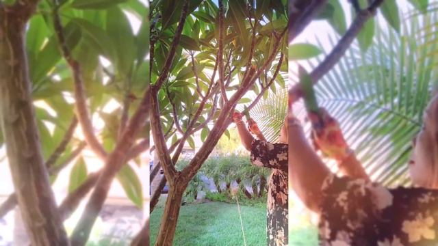 Marcotting My Plumeria Plants At Home|Propagating a Plumeria Plant смотреть онлайн