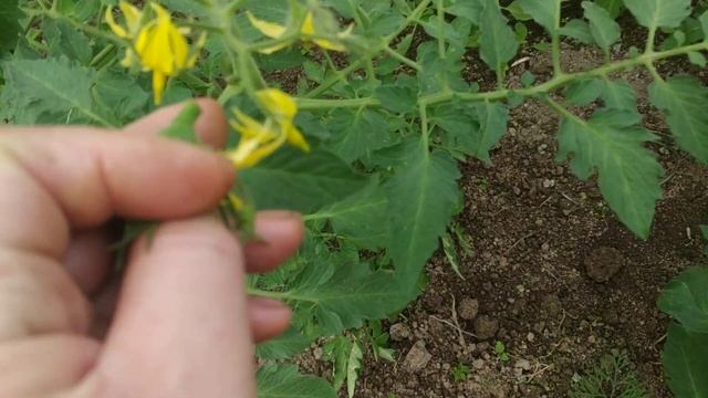 Махровые цветы на томатах-причины появления .Уход за томатами в первой декаде июня. смотреть онлайн