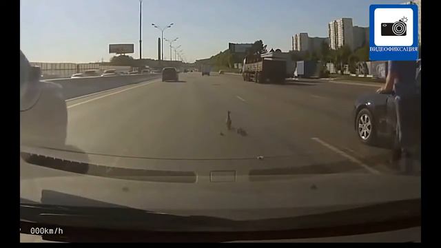 Очень доброе видео с дороги (там есть утка) смотреть онлайн