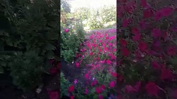 цветок алиссиум