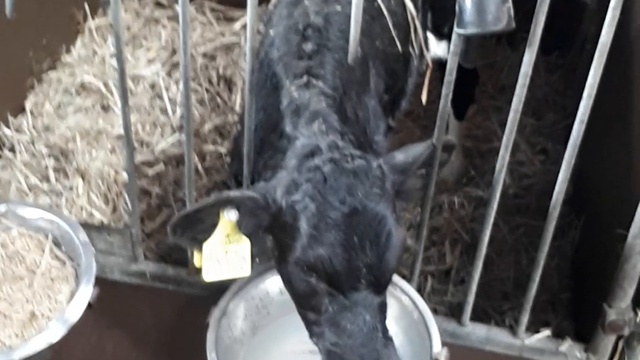 Европейский КРС с доставкой по всей России и СНГ смотреть онлайн