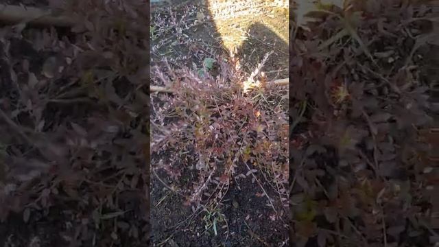 обрезка ежемалина начало смотреть онлайн