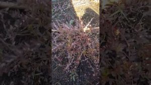 обрезка  ежемалина  начало