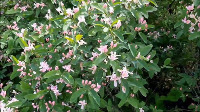 🌿 ЧТО ЗА КУСТАРНИК ? смотреть онлайн