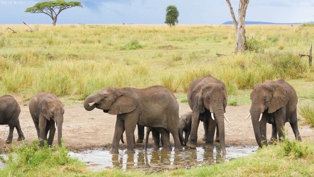 4K African Wildlife: Aberdare National Park - Real Sounds of Africa - 4K Video Ultra HD смотреть онлайн
