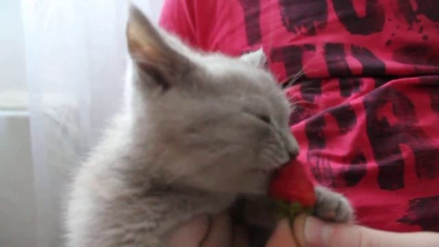 Наш Котёнок ест клубнику!) смотреть онлайн
