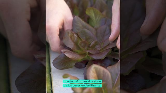 Green in Blue - Acuaponía en Barcelona смотреть онлайн