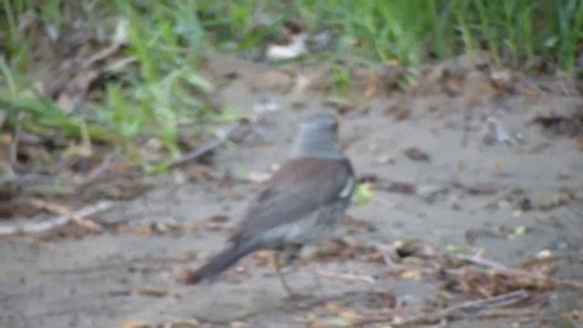 В мире животных с Дурным Примером (ДП)Сибирская птица Рябинник в поиске пищи! смотреть онлайн