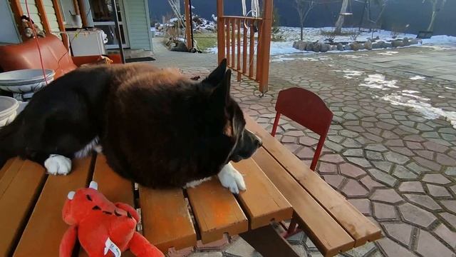 ВЫБЕЖАЛ БОСИКОМ НА УЛИЦУ . ОТ СИЛЬНОГО ВЕТРА СРЫВАЕТ ЗОНТИКИ А СОБАЧКА СЁМКА НА СТОЛЕ ЗАГОРАЕТ смотреть онлайн