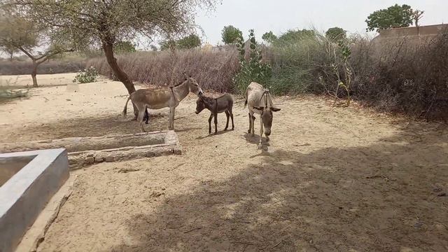 Perfect Donkey Meeting | Donkey Breeding in Village | Donkey Videos #donkey #donkeykong смотреть онлайн
