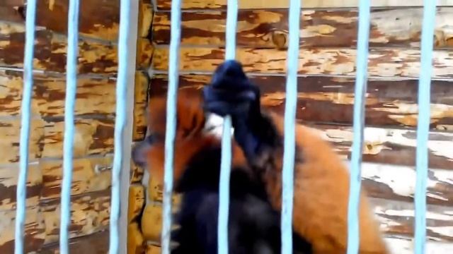 ЗООПАРК Осторожно обезьянки отбирают телефоны Сюрприз животные видео для детей Лера Сим/ смотреть онлайн