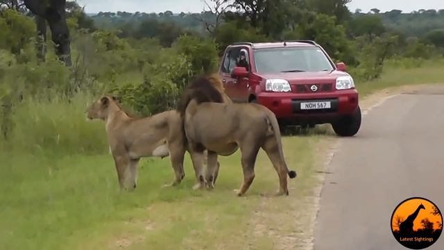 Lion Shows Tourists Why You Must Stay Inside Your Car - Latest Wildlife Sightings смотреть онлайн