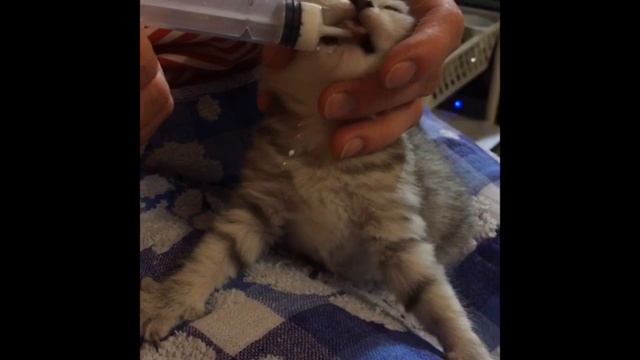 Как кормить Котят-23 дня. смотреть онлайн