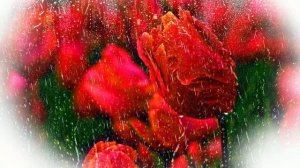 Футаж. Цветы под дождём 1  Footage. Flowers in the rain 1