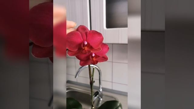 Орхидея Фаленопсис  Sarasto или Red Stones?