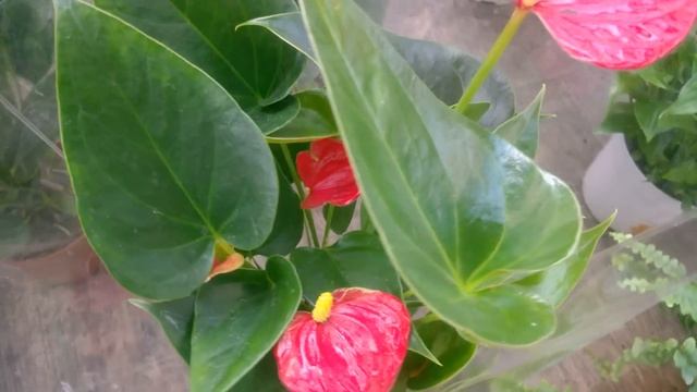 Anthurium Andreanum