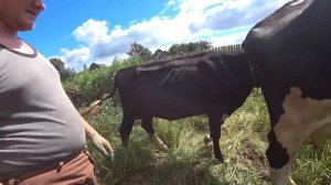 Не Искусственное ОСЕМЕНЕНИЕ коровы. Как ПОКРЫТЬ КОРОВУ