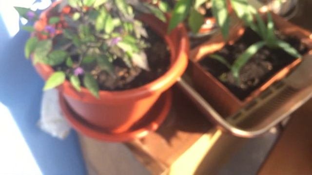 Выращивание острого перца (Carolina Reaper) #6 смотреть онлайн