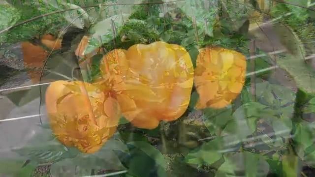 ПОЧЕМУ ОПАДАЮТ ПЕРЦЫ смотреть онлайн