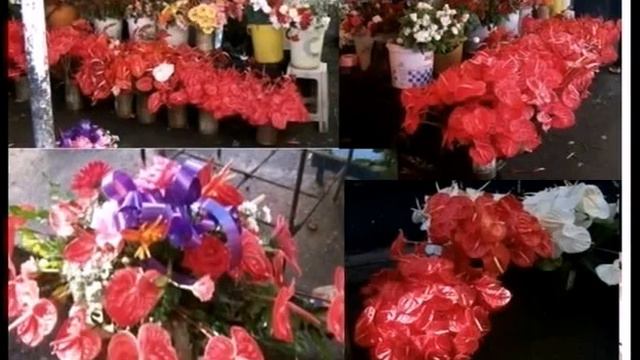 Anthuriums смотреть онлайн