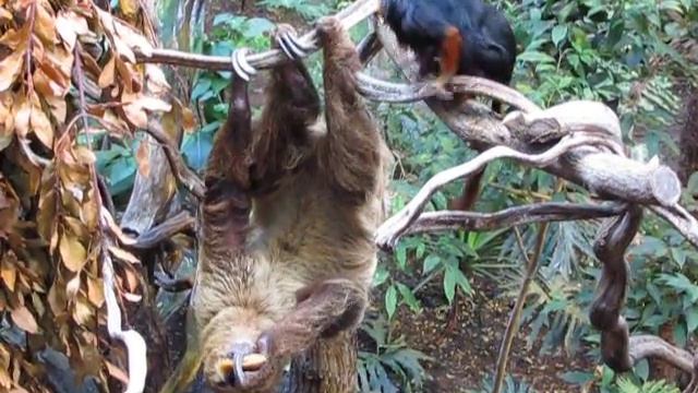 London Zoo смотреть онлайн