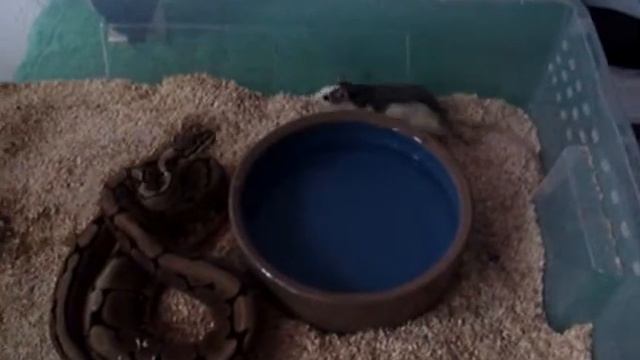 Spider 100% het HC Albino dame eet bij Python Joop.MPG смотреть онлайн
